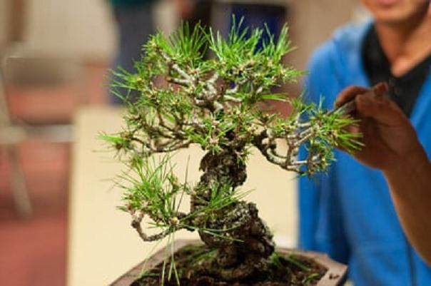 图解 在秋季对黑松盆景的修剪工作