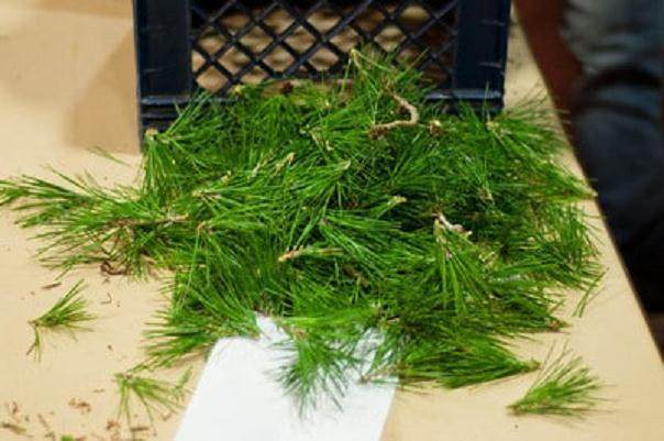 图解 在秋季对黑松盆景的修剪工作