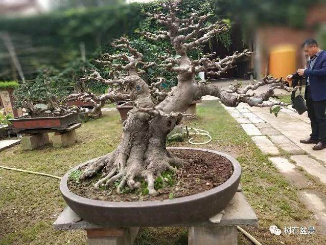 2018年5月 河南盆景创作研讨会在确山县召开