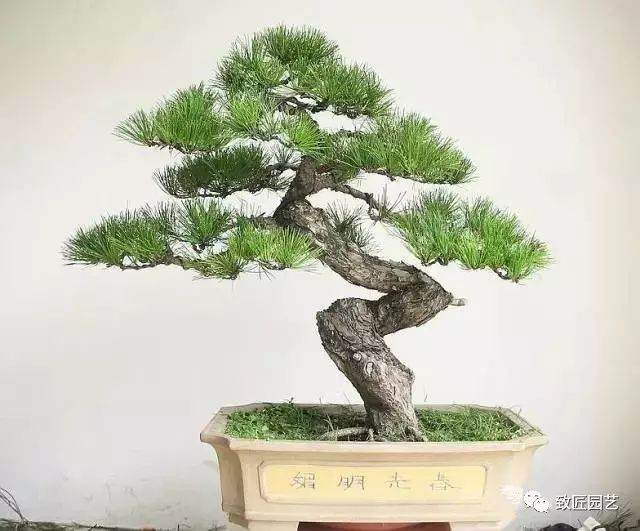 夏季盆景的修剪方法