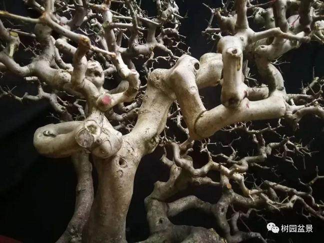 对盆景进行截干蓄枝的技巧