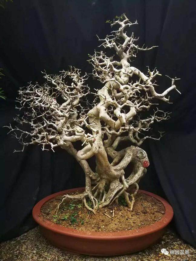 对盆景进行截干蓄枝的技巧