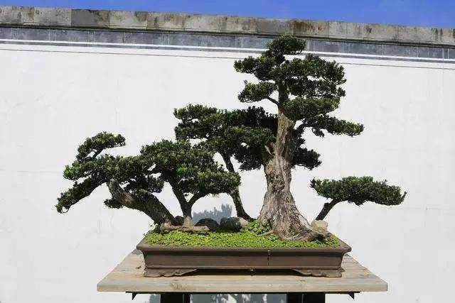 造型奇特的徽派盆景你了解过吗?