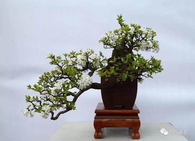 胡少美女士建成宣威首个私家盆景园&mdash;&mdash;沁园