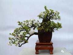 胡少美女士建成宣威首个私家盆景园-沁园