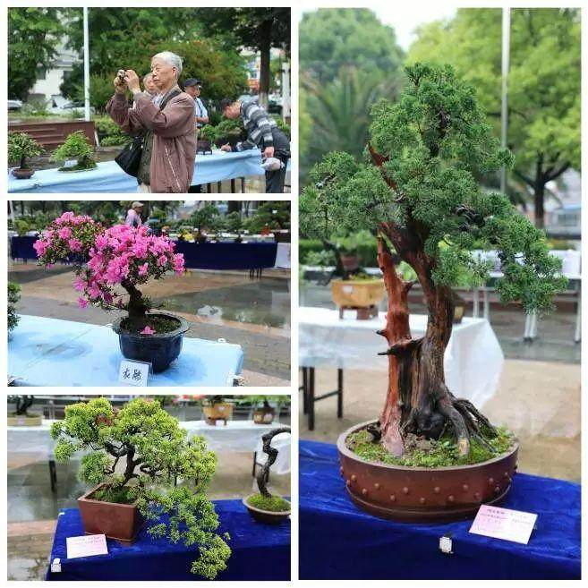 200盆景争奇斗艳， 市民冒雨前往观赏