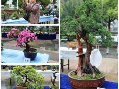 200盆景争奇斗艳 市民冒雨前往观赏