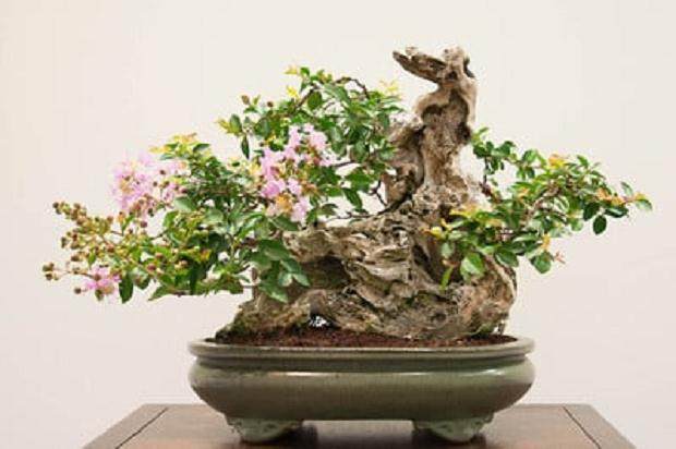 红木帝国盆景协会第28届年度展