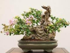 红木帝国盆景协会第28届年度展