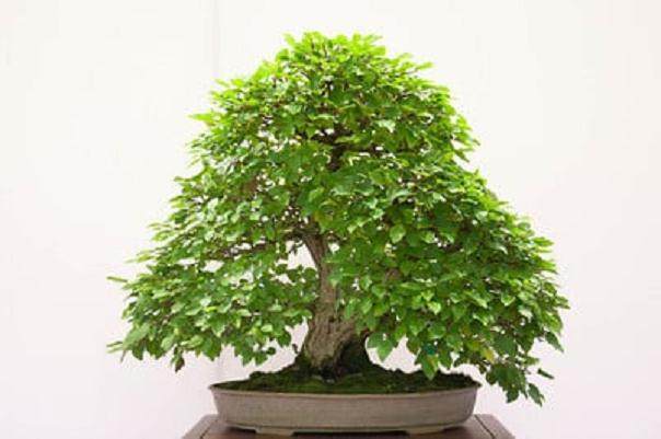 红木帝国盆景协会第28届年度表演