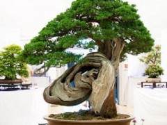 红木帝国盆景协会第28届年度表演