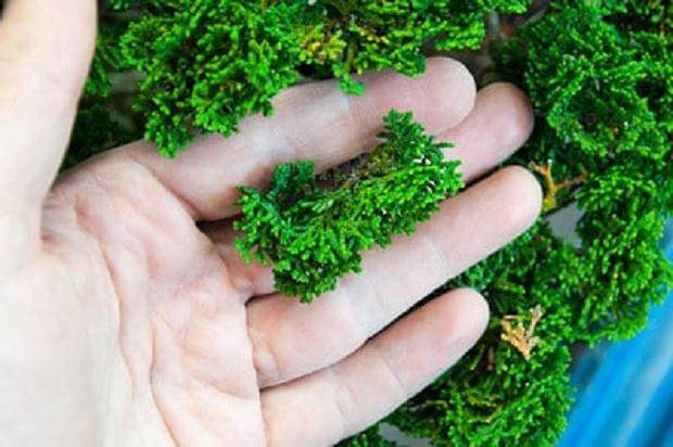 我带着桧木参加了海湾岛盆景研讨会