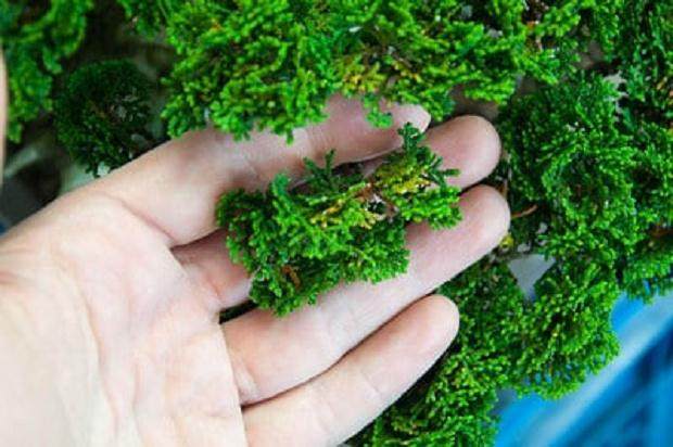 我带着桧木参加了海湾岛盆景研讨会