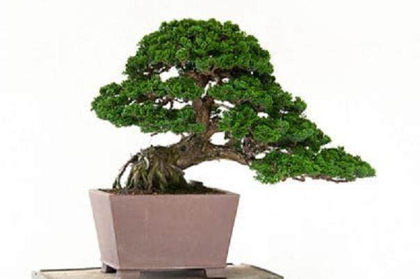 我带着桧木参加了海湾岛盆景研讨会