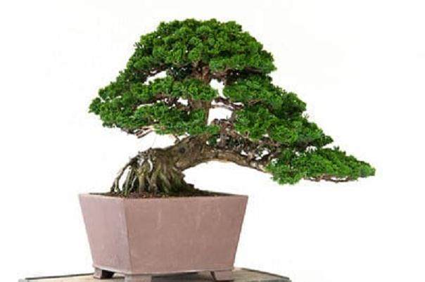 我带着桧柏参加了海湾岛盆景研讨会