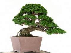 我带着桧木参加了海湾岛盆景研讨会