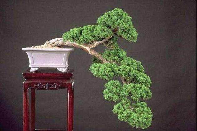 我在铃木信二的花园里发现了桧柏盆景