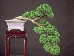 我在铃木信二的花园里发现了桧柏盆景