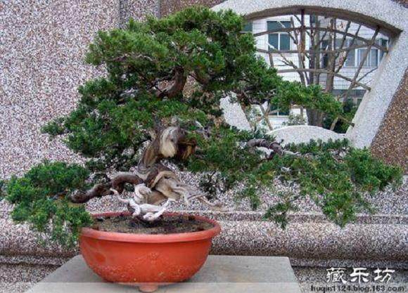 玉林桂台杯第二届盆景迎春展