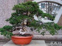 玉林桂台杯第二届盆景迎春展