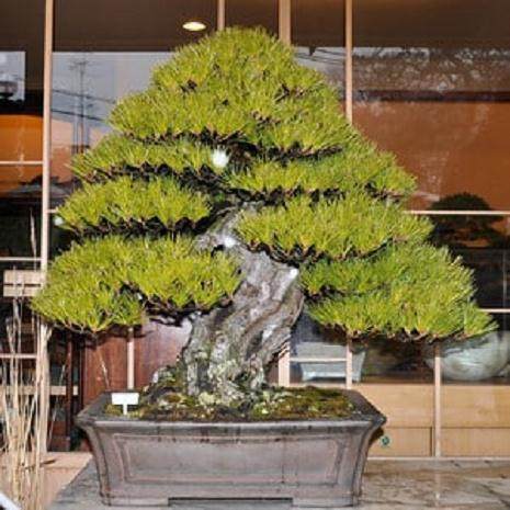 参观日本Mansai-en的盆景花园