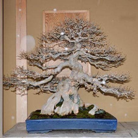 参观日本Mansai-en的盆景花园