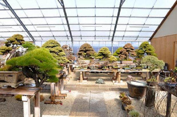 看我如何养护美丽的盆景花园？