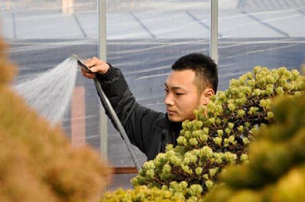 看我如何养护美丽的盆景花园？