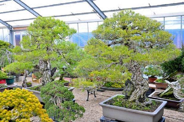 看我如何养护美丽的盆景花园？
