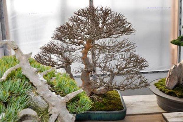 看我如何养护美丽的盆景花园？