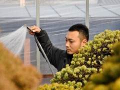 看我如何养护美丽的盆景花园？