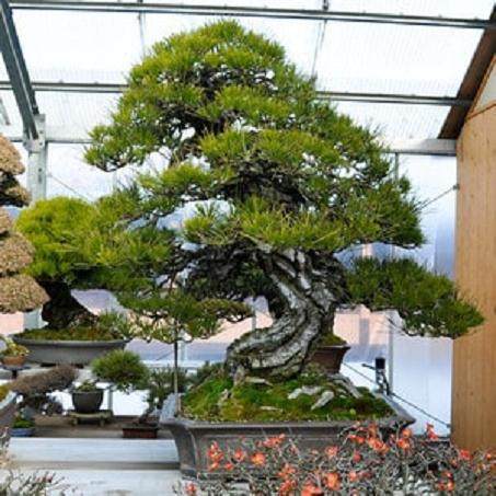 访问日本盆友铃木信二的盆景园