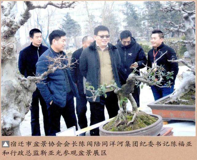 宿迁盆景协会向领导介绍宿迁盆景发展现状