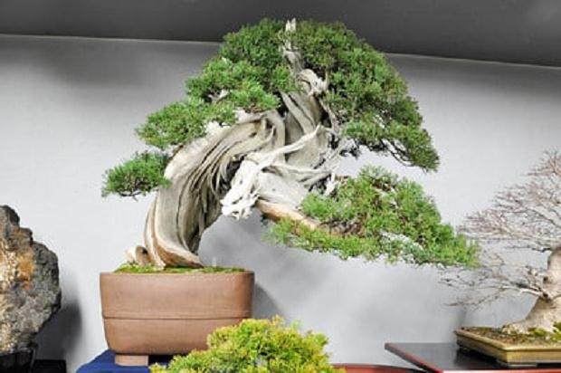 我在绿色俱乐部出售的真柏盆景