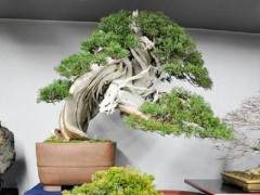 我在绿色俱乐部出售的真柏盆景