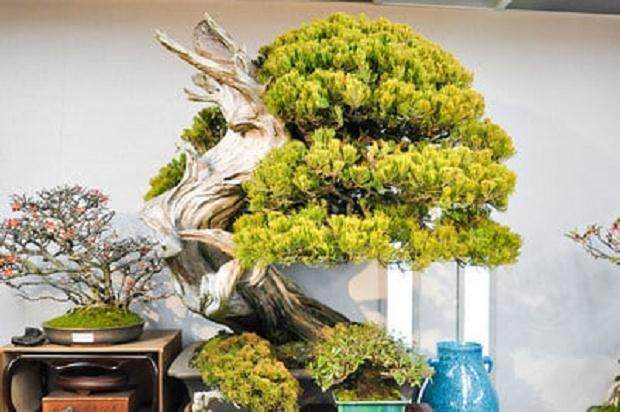 我在绿色俱乐部出售的真柏盆景