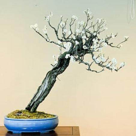 日本新福寺里的盆景博物馆