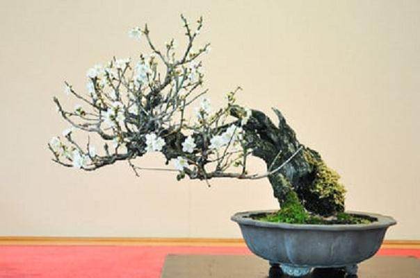 日本新福寺里的盆景博物馆