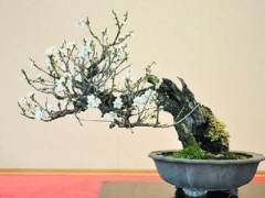 日本新福寺里的盆景博物馆