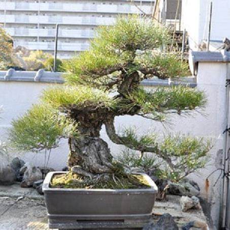 参观日本爱知县的盆景园