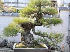 参观日本爱知县的盆景园