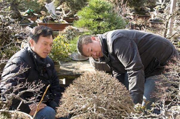 参观日本爱知县的盆景园