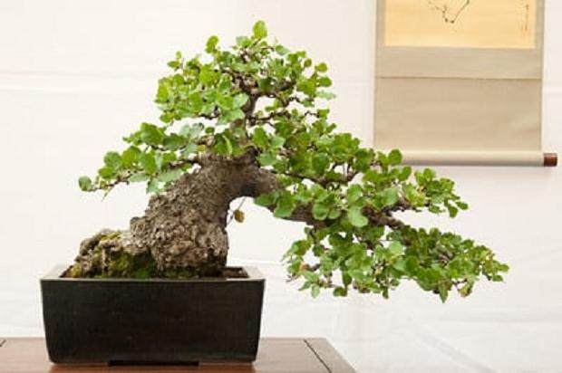 东湾盆景协会成立50周年盆景展