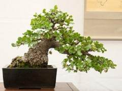 东湾盆景协会成立50周年盆景展