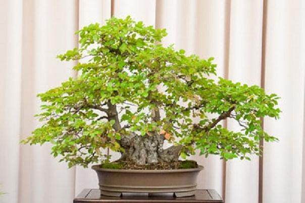 东湾盆景协会成立50周年盆景展