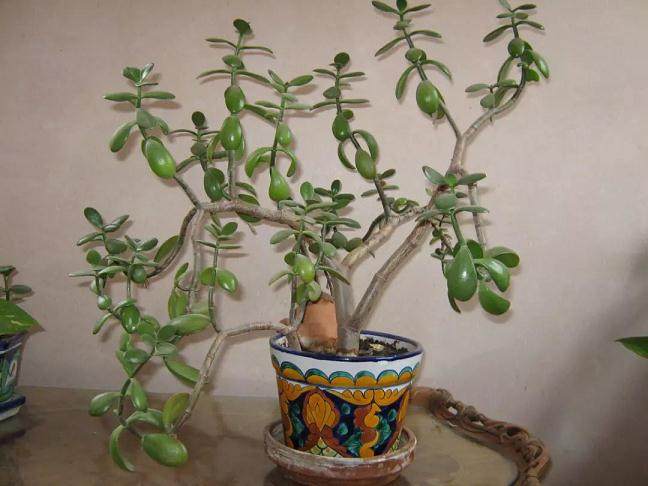 将玉树制作成树状盆景 发芽修剪的方法