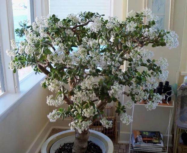 将玉树制作成树状盆景 发芽修剪的方法