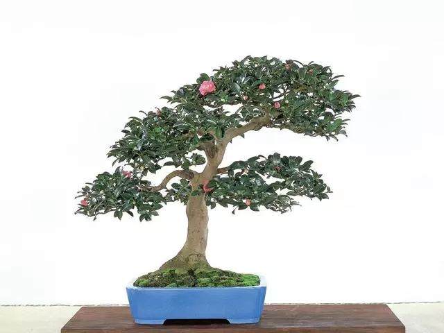 如何制作山茶花盆景?