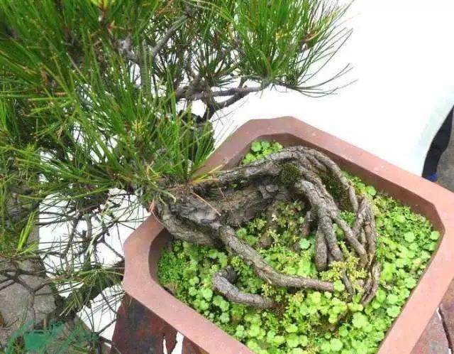 山松盆景制作容易 养护难！