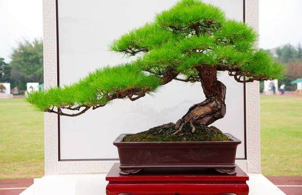 山松盆景制作容易 养护难！